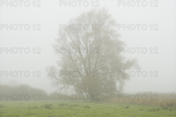 Solitary Crack Willow or Brittle Willow (Salix fragilis) in the fog