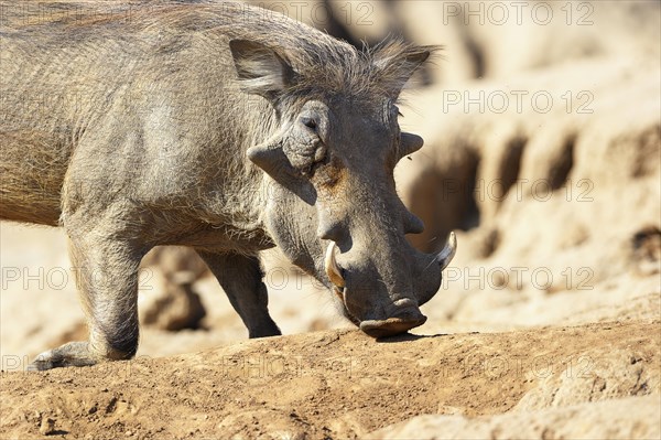 Warthog (Phacochoerus africanus)