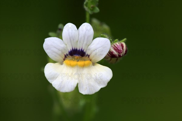 Capejewels (Nemesia strumosa)