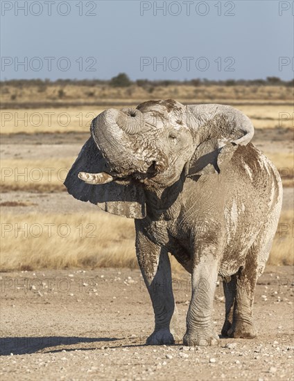 African Elephant (Loxodonta africana)