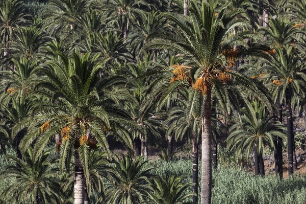 Canary Island Date Palms (Phoenix canariensis)