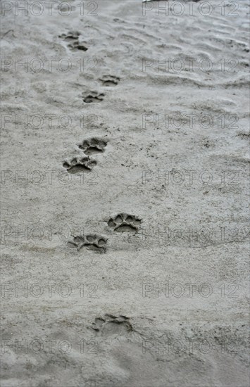 Tracks of a Leopard (Panthera pardus)