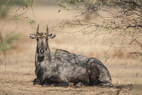 Nilgai or nilgau (Boselaphus tragocamelus)