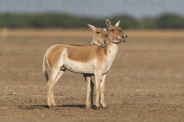 Onagers or Asiatic wild asses (Equus hemionus)
