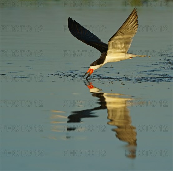 Black Skimmer (Rynchops niger) in flight fishing