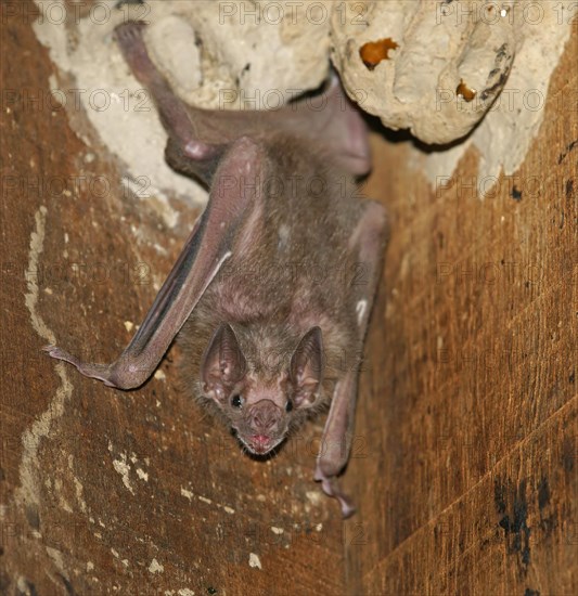 White-winged vampire (Diaemus youngi)