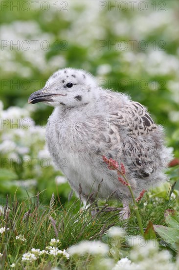 Great black-backed gull (Larus marinus)