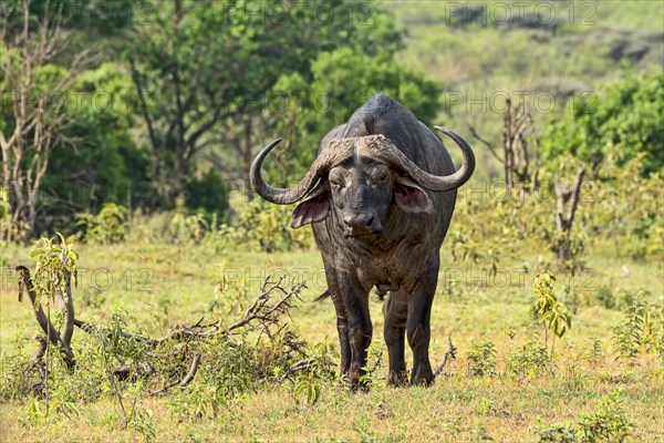 Cape Buffalo (Syncerus caffer)