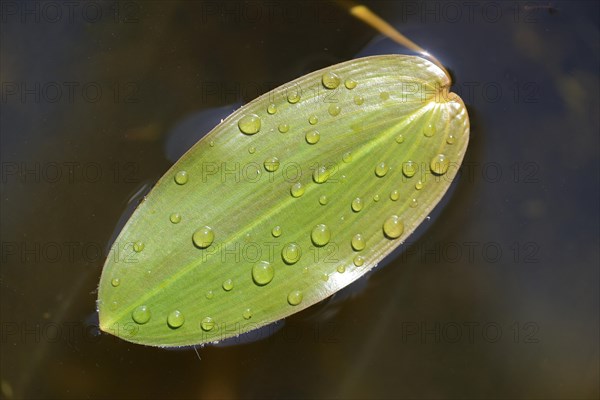 Common Pondweed or Floating Pondweed (Potamogeton natans)