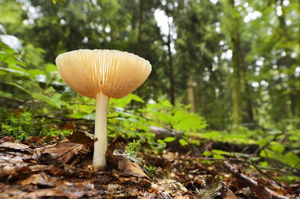 Clitocybe gibba fungus