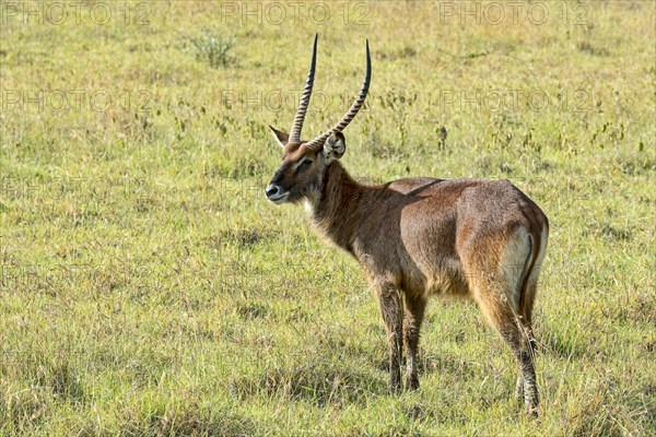 Defassa waterbuck (Kobus ellipsiprymnus defassa)