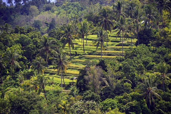 Rice paddies and rice terraces