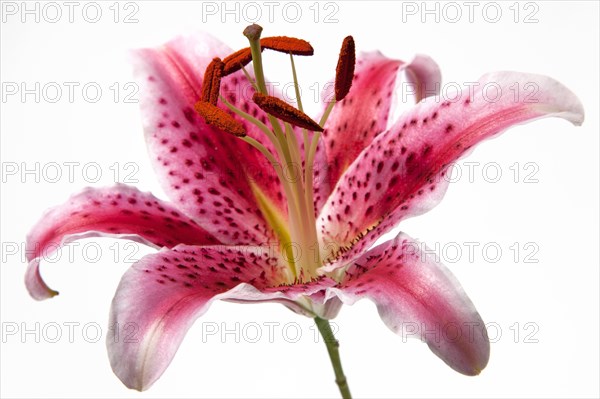 Lily flower