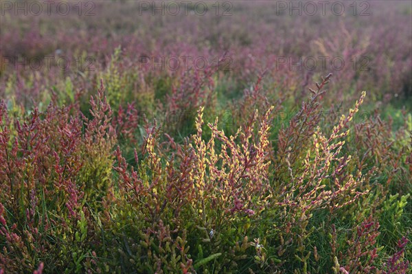 Salt meadow with glasswort (Salicornia europaea)