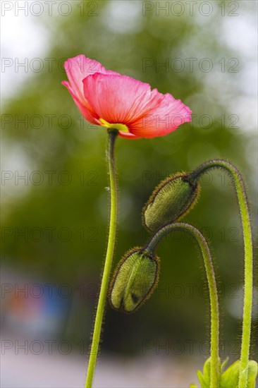 Poppy (Papaveraceae)