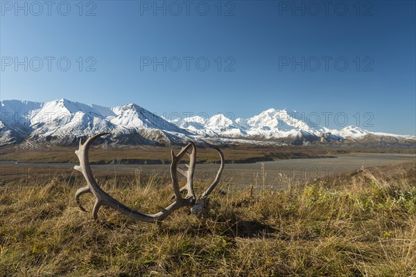 Reindeer antlers in front of Mount McKinley