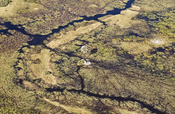 Typical landscape of freshwater marshes with streams