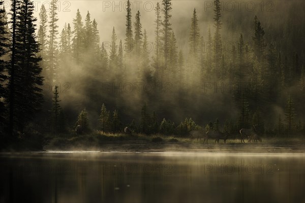 Elk (Cervus canadensis) on the shores of the misty Bow River