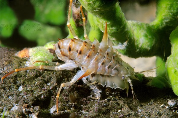 Acanthogammarus (Acanthogammarus lappaceus)