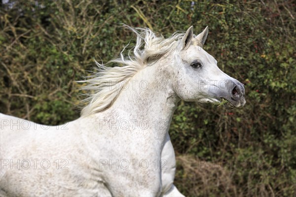 Arab full-blood horse galloping
