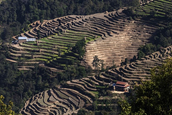 Terrace cultivation