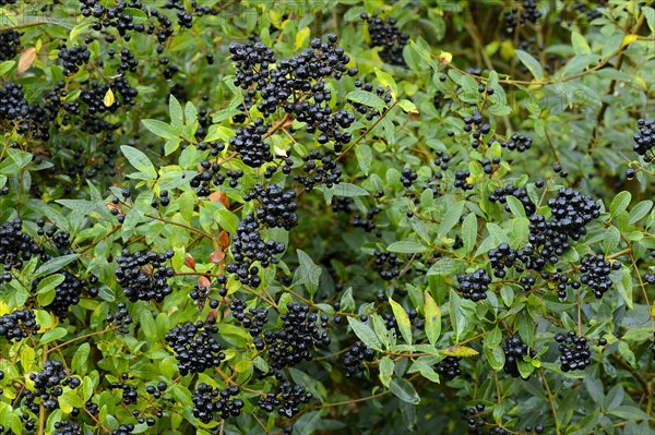 Privet (Ligustrum vulgare) with berries