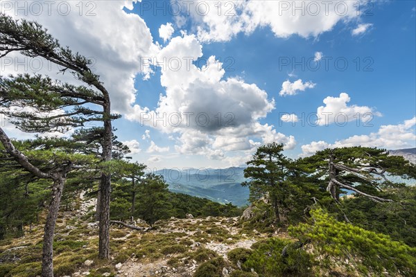 View of a pine forest and green hills