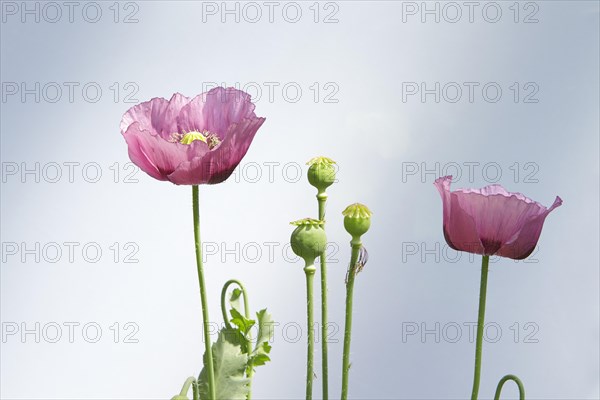 Oriental Poppy (Papaver orientale)