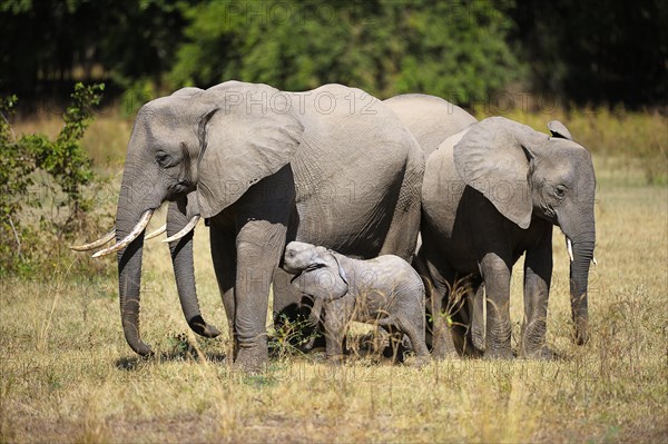 African Elephant (Loxodonta africana) family with young animals