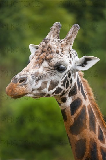 Rothschild's Giraffe (Giraffa camelopardalis rothschildi)