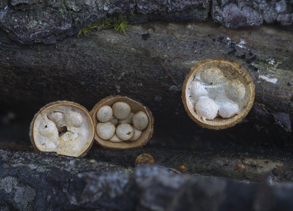 Common Bird's Nest (Crucibulum laeve) with cream-coloured sporangia