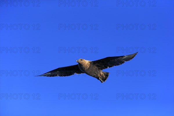 Subantarctic Skua or Brown Skua (Stercorarius antarcticus lonnbergi)