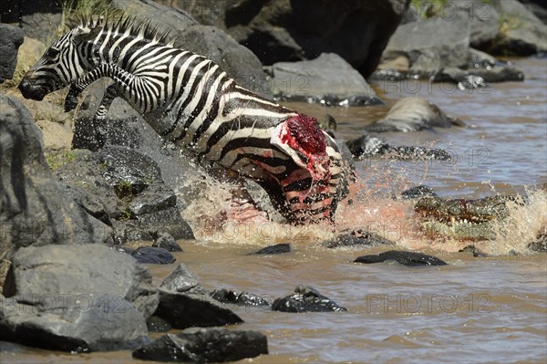 Plains Zebra (Equus guagga)