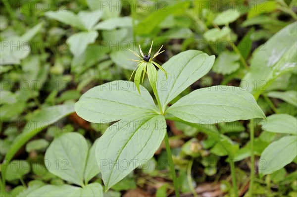 Herb Paris (Paris quadrifolia)