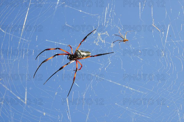 Red-legged golden orb-web spider (Nephila inaurata)