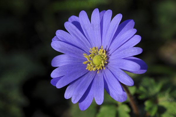 Balkan Anemone (Anemone blanda)