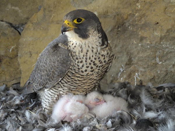 Peregrine Falcon (Falco peregrinus)