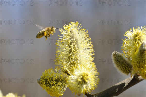 Blossoming willow (Salix) with bee (Apis mellifera) in flight