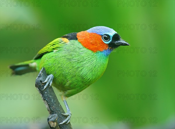 Red-necked Tanager (Tangara cyanocephala)