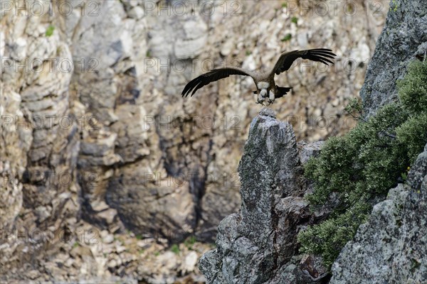 Griffon vulture (Gyps fulvus) lands on rock head