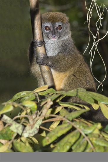 Eastern Lesser Bamboo Lemur (Hapalemur griseus)