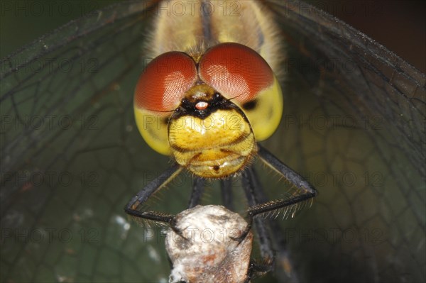 Ruddy Darter (Sympetrum sanguineum)