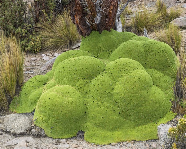 Yareta or Llareta cushion plant (Azorella compacta) and Quenoa De Altura (Polylepis tarapacana) at the back