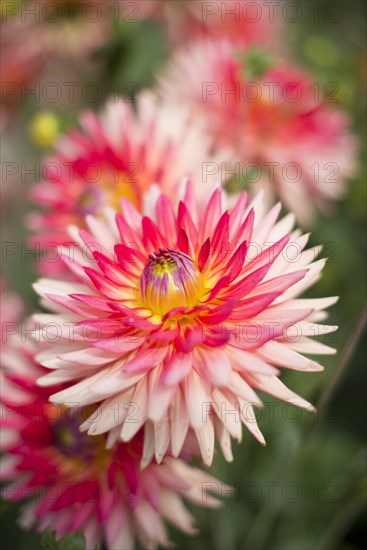 Semi-cactus Dahlia 'Uckermark' (Dahlia)