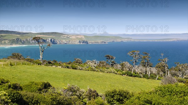 Coastline with pasture land and Kanuka trees (Kunzea ericoides)