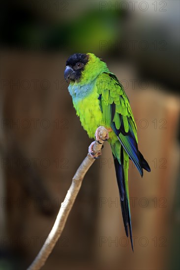 Nanday Parakeet (Nandayus nenday)