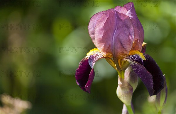 Bearded Iris