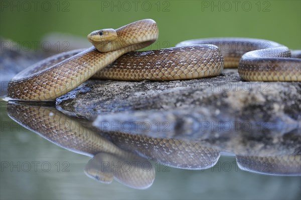 Aesculapian Snake (Zamenis longissimus) at water's edge