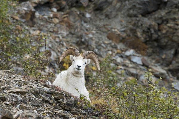 Dall Sheep (Ovis dalli)