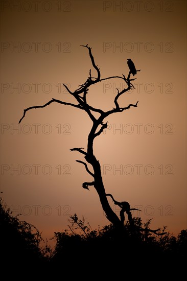 Dead tree against a reddish sky